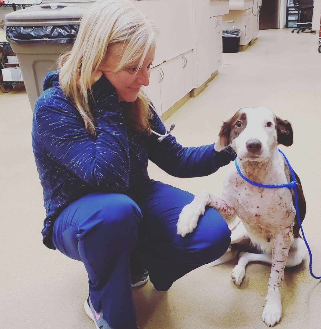 Veterinary Telehealth - Dr. Loudon