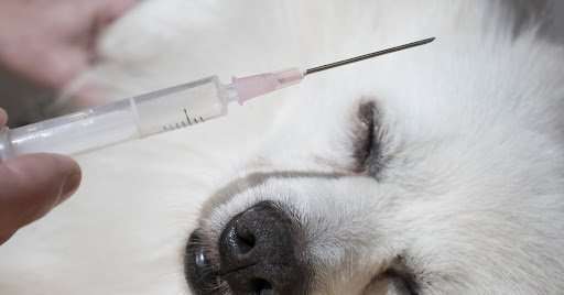 Non-Core Vaccines