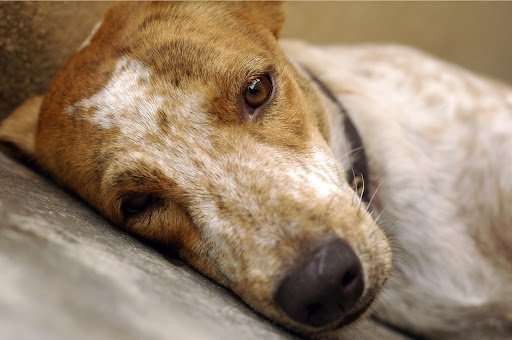 Seizures in Dogs-What to Know