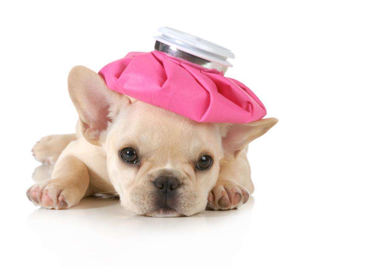 Puppy not feeling well