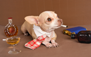 When Puppies Behave "Badly"