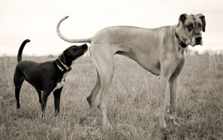 Anal Glands – The Symptom of a Bigger Problem