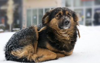 Keeping Your Dog Safe In Cold Weather