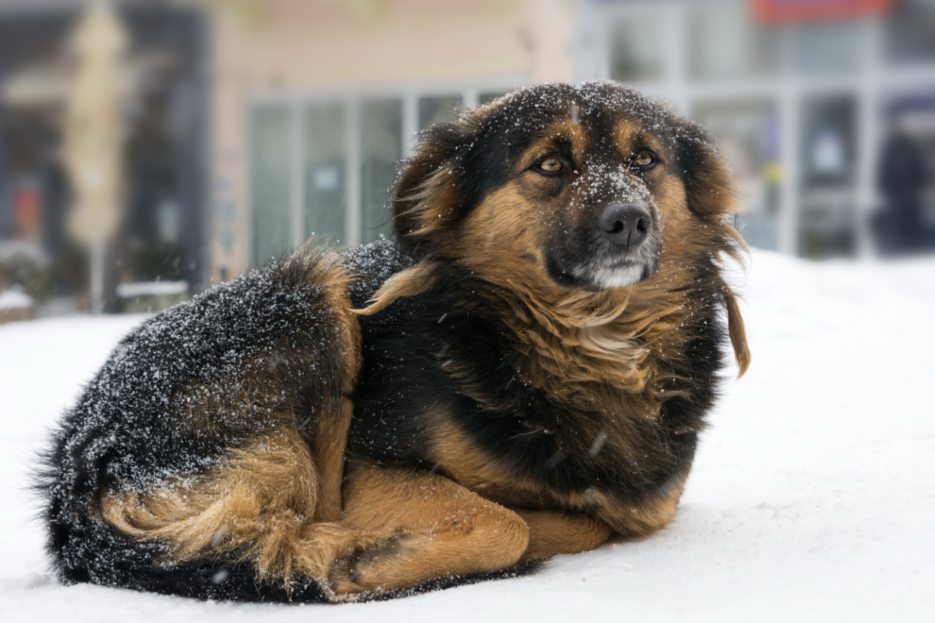 Keeping Your Dog Safe In Cold Weather