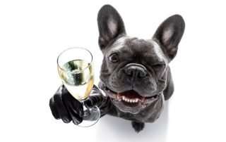 New Years Resolutions for Your Dog
