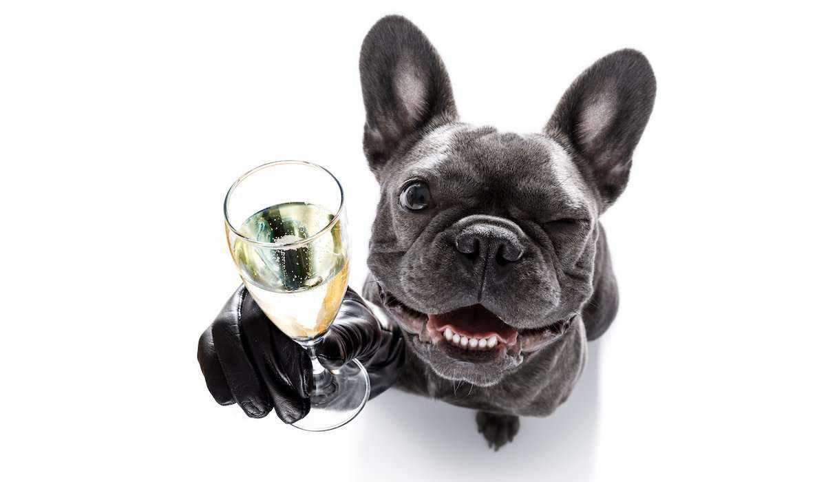 New Years Resolutions for Your Dog
