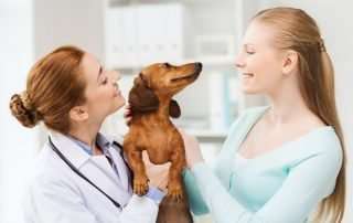 The Great Divide Between Dog Guardians and Veterinarians