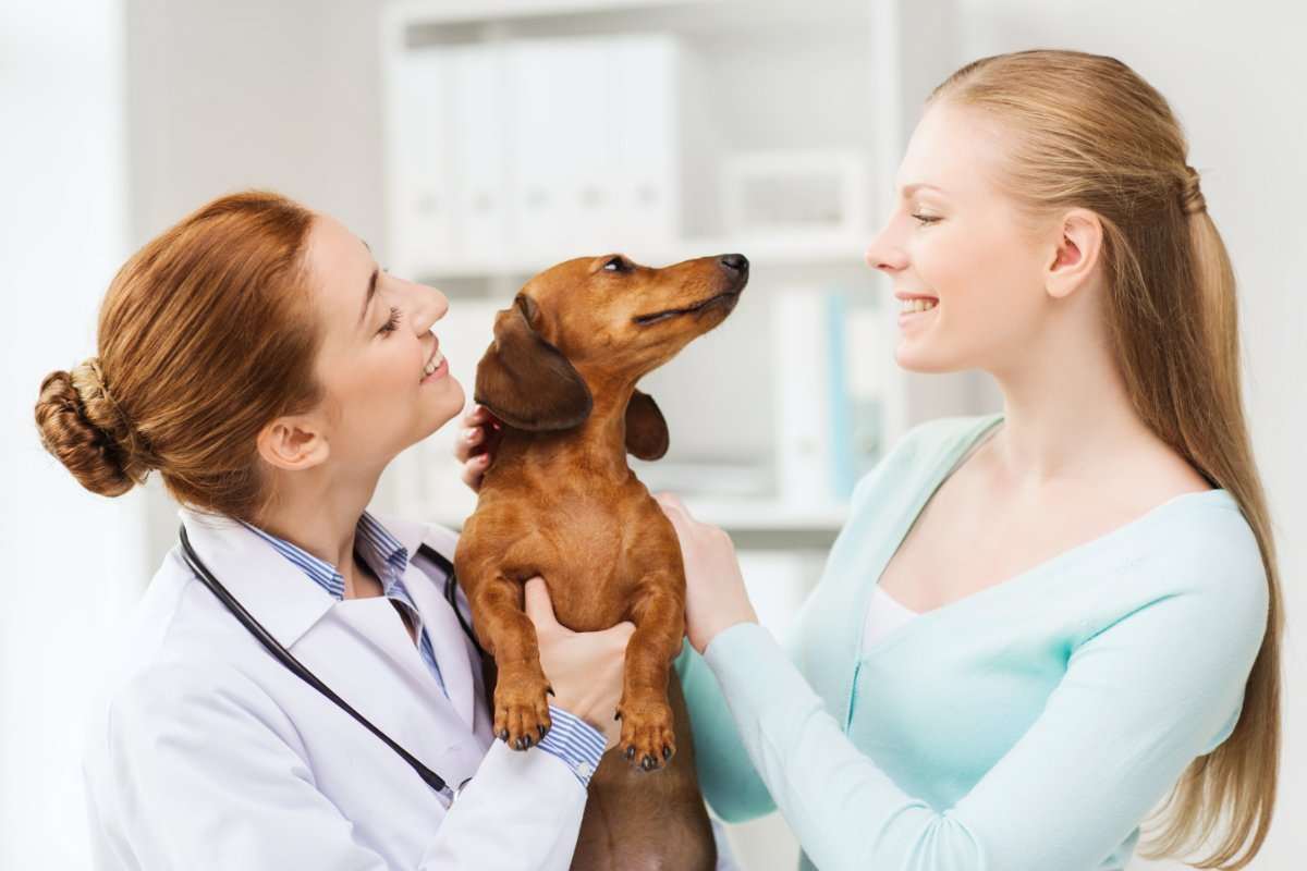 The Great Divide Between Dog Guardians and Veterinarians