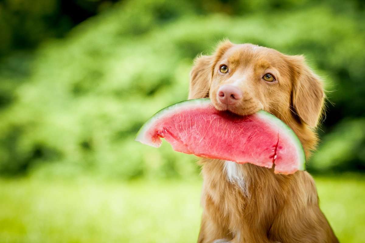 How to Safely Feed Your Dog Fruit