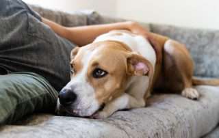 Dogs Don't Actually Experience Anxiety