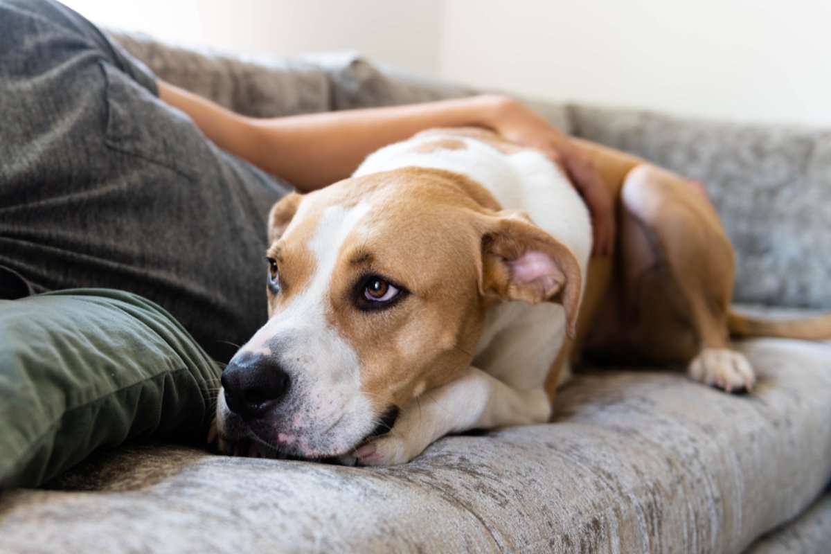 Dogs Don't Actually Experience Anxiety