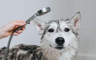 Why Hygiene is Vital to Your Dog's Health