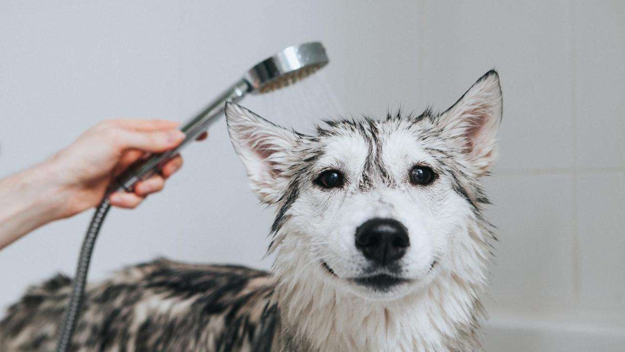 Why Hygiene is Vital to Your Dog's Health