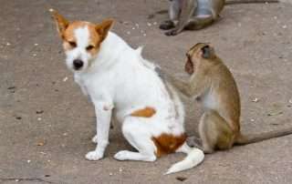 The Dilemma of Preventing Fleas and Ticks