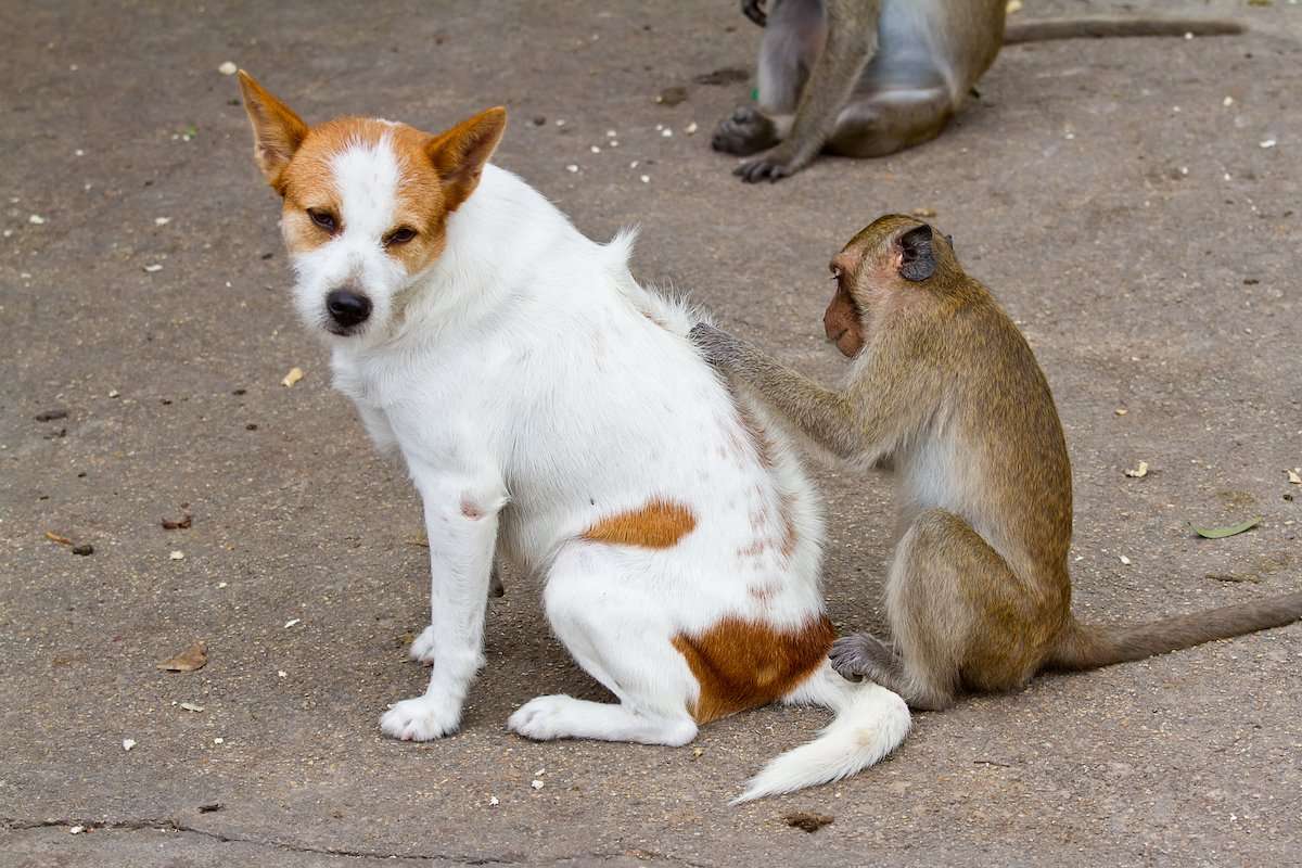 The Dilemma of Preventing Fleas and Ticks
