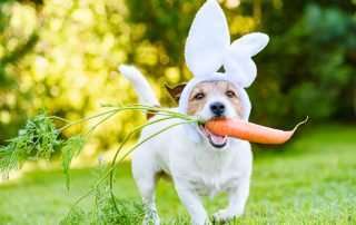 Tips for Keeping Your Dog Safe at Easter