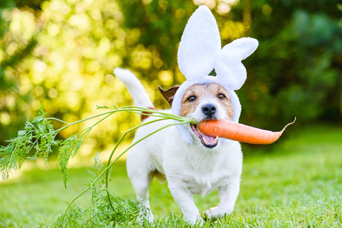 Tips for Keeping Your Dog Safe at Easter