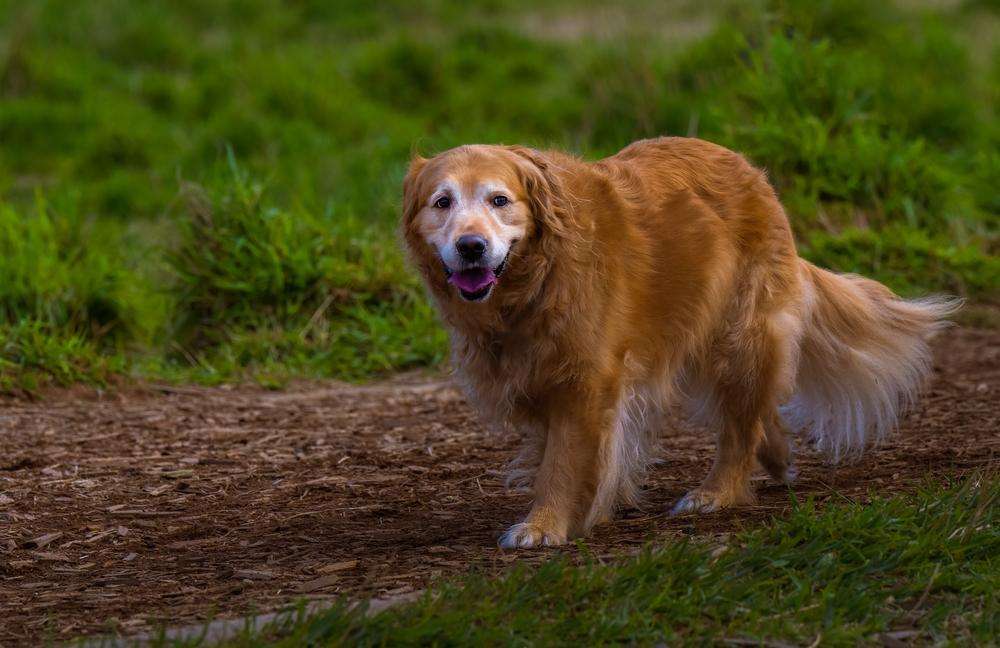 old white faced golden retriever slowly walking down a dirt path