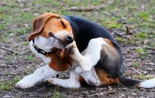beagle with a skin allergy