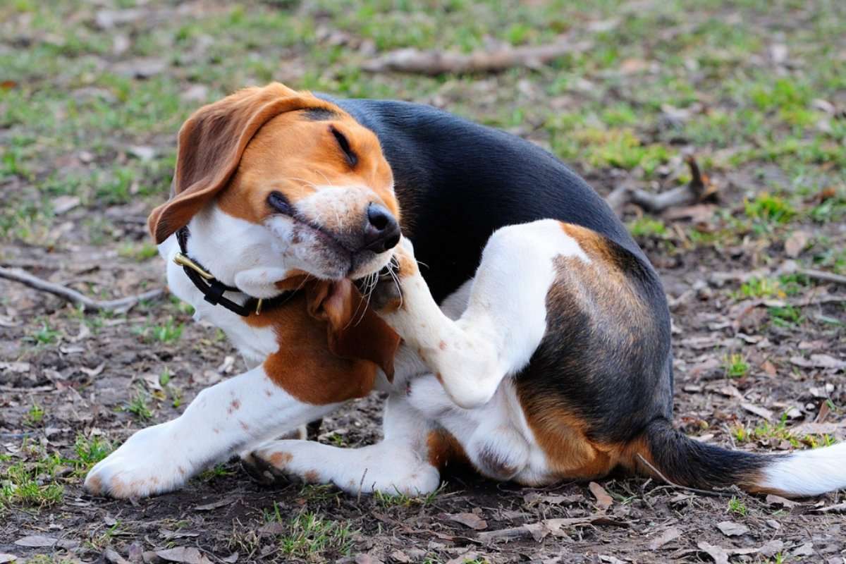 beagle with a skin allergy