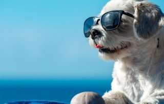 5 Tips to Safely Enjoy Summer Activities With Your Dog