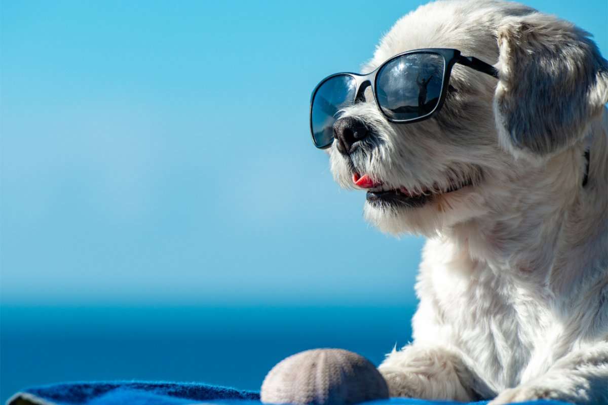 5 Tips to Safely Enjoy Summer Activities With Your Dog