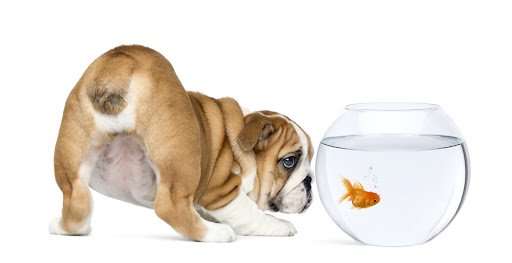 bulldogandgoldfish