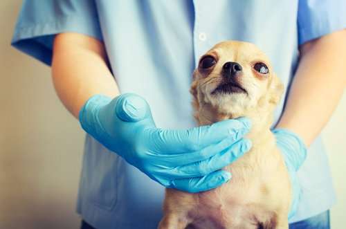 Dog,Veterinarian.