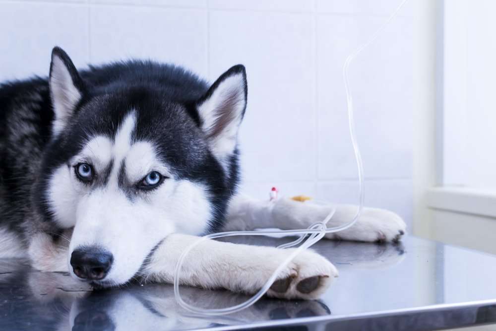 Dog,Put,His,Head,Between,His,Paws,,Lying,On,The