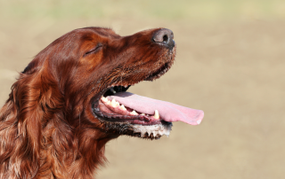 irish setter panting heavily with eyes closed showing symptoms of heat exhaustion.