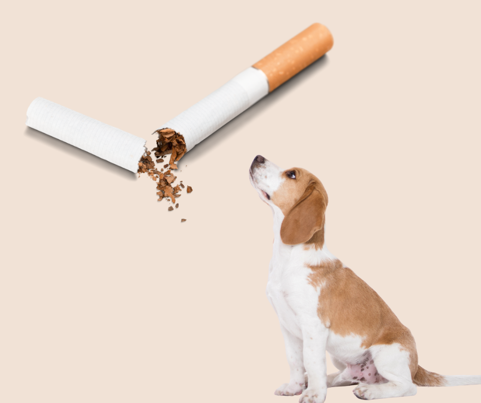 dog cigarette