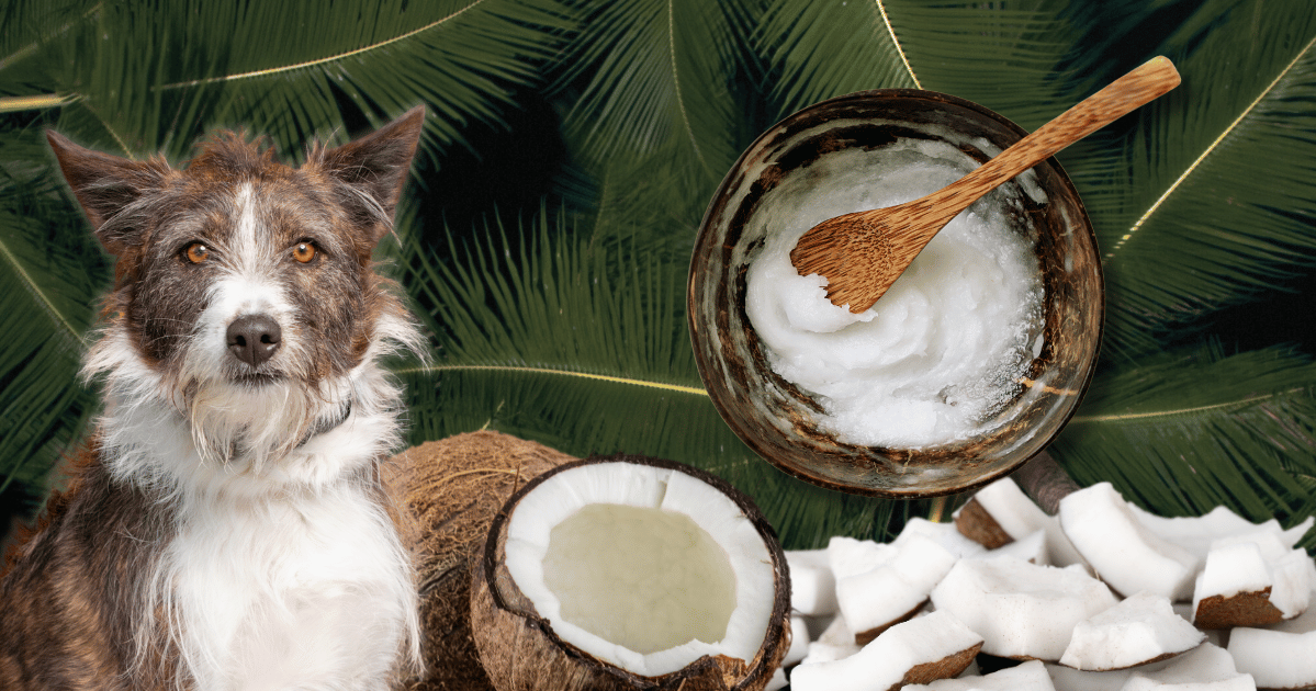 Coconut Oil For Dogs: Benefits, Limits and Safe Use | Dr. Loudon