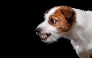 Jack russel terrier snarling aggressively