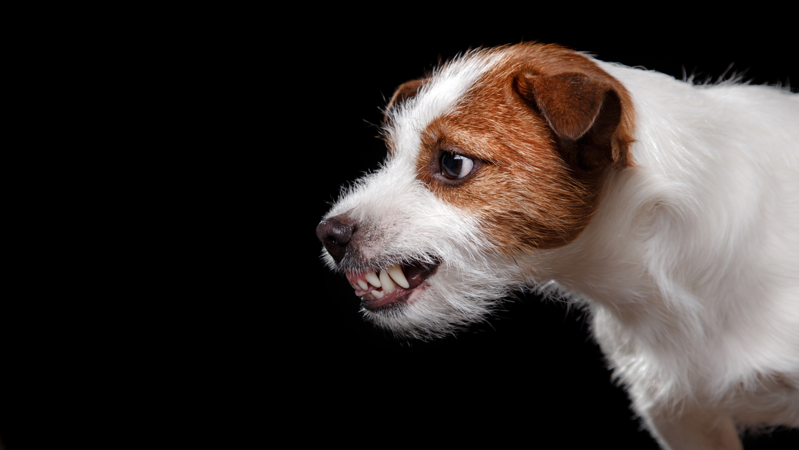 Jack russel terrier snarling aggressively