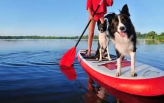 Dog paddle boarding
