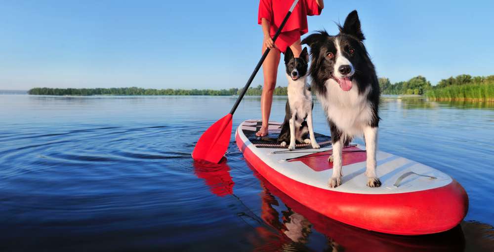 Dog paddle boarding