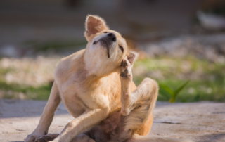 Dog Itching