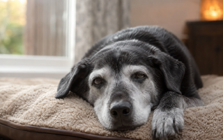 Signs Your Senior Dog May Be Struggling More Than They Show